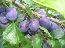 CIRUELO MONSTRUOSA INGLATERRA Prunus domestica 6/8 C-25
