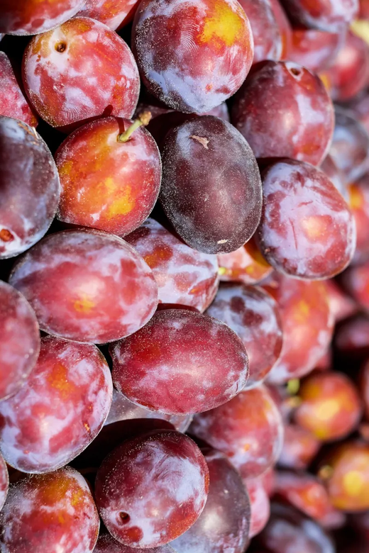 Ciruelo Muslo Monja Roja C-24 ITALIA