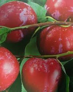 CIRUELO  PRAT LLOBREGAT Prunus domestica 6/8 C-25