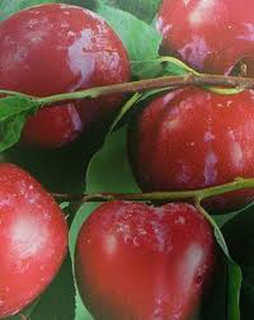 CIRUELO  PRAT LLOBREGAT Prunus domestica 6/8 C-25