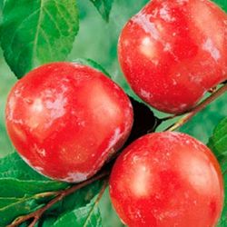 CIRUELO PRAT LLOBREGAT Prunus domestica 6/8 C-25