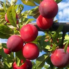 CIRUELO PRAT LLOBREGAT Prunus domestica 6/8 C-25
