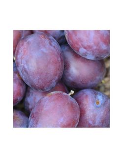 CIRUELO PRESIDENT Prunus domestica 4/6 C-19