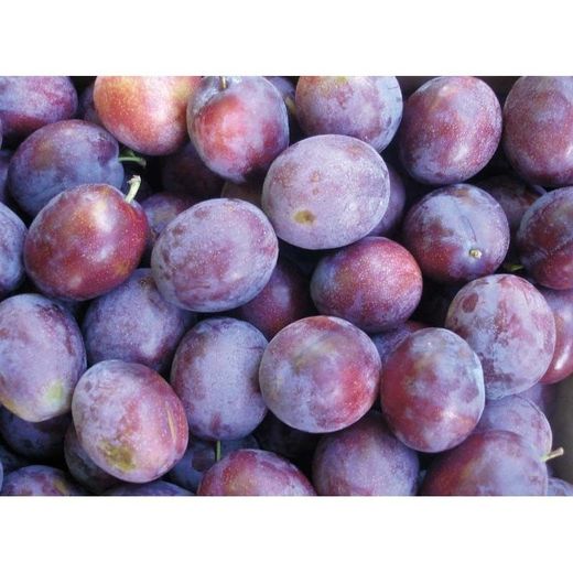 CIRUELO PRESIDENT Prunus domestica 4/6 C-19