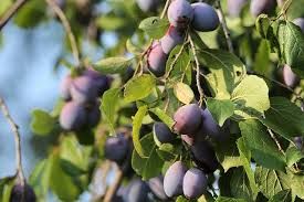 CIRUELO PRESIDENT Prunus domestica 4/6 C-19