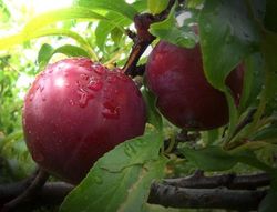 CIRUELO (Prunus domestica) 6/8 FORMOSA C-24  ITALIA