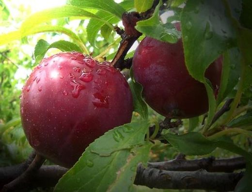 CIRUELO (Prunus domestica) 6/8 FORMOSA C-24  ITALIA