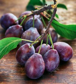 CIRUELO (Prunus domestica) 6/8 PRUGNA DE ITALIA 6/8 C-24 ITALIA