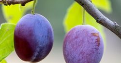 CIRUELO (Prunus domestica) 6/8 PRUGNA DE ITALIA 6/8 C-24 ITALIA