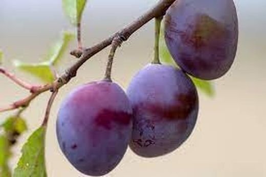 CIRUELO (Prunus domestica) 6/8 STANLEY 6/8 C-24  ITALIA