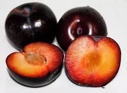 CIRUELO SANTA ROSA Prunus domestica 4/6 C-19