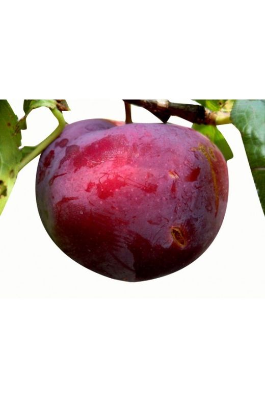 CIRUELO SANTA ROSA Prunus domestica 4/6 C-19