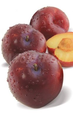 CIRUELO SANTA ROSA Prunus domestica 4/6 C-19