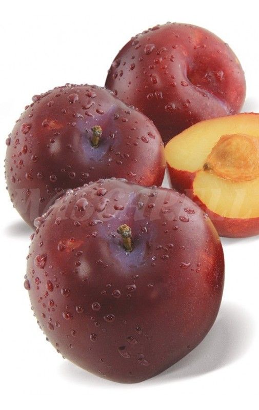 CIRUELO SANTA ROSA Prunus domestica 4/6 C-19