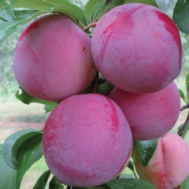 CIRUELO SANTA ROSA Prunus domestica 6/8 C-25