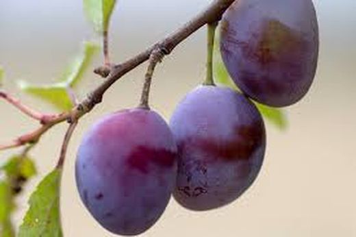 CIRUELO STANLEY Prunus domestica 4/6 C-19