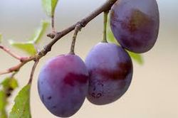 CIRUELO STANLEY Prunus domestica 6/8 C-25