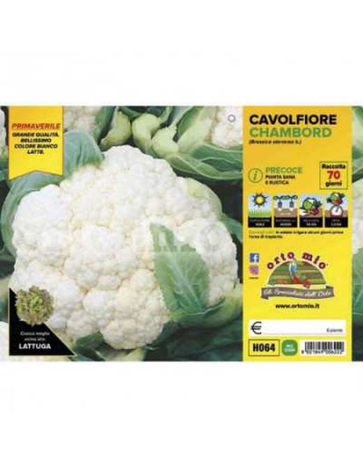Coliflor Primavera 6 Plantas en Pack