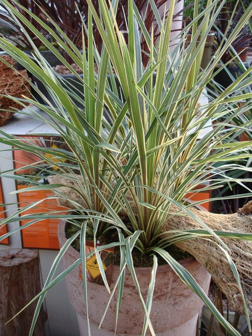 Cordyline pink passion c-20