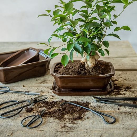 Cortador Cóncavo Bonsai