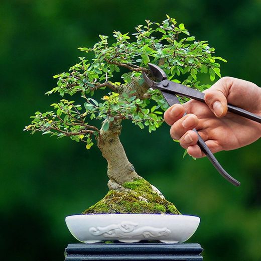 Cortador Cóncavo Bonsai