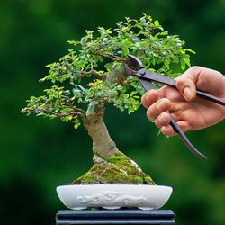 Cortador Cóncavo Bonsai