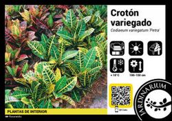 Croton petra c-17 / 60 cm altura