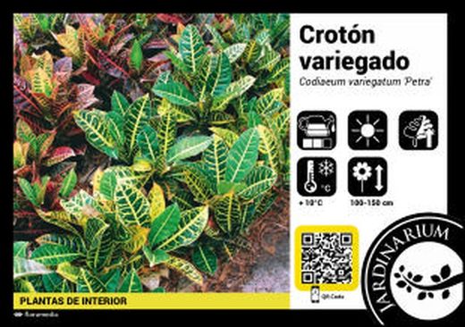 Croton petra c-17 / 60 cm altura