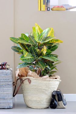 Croton petra c-17 / 60 cm altura