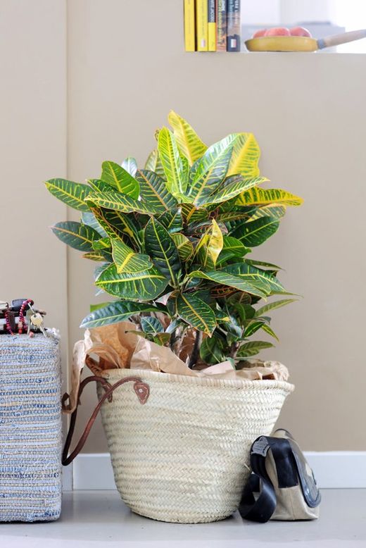 Croton petra c-17 / 60 cm altura