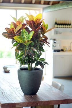Croton petra c-17 / 60 cm altura