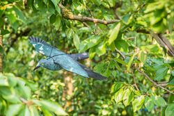 Cuervo espantapájaros Stocker