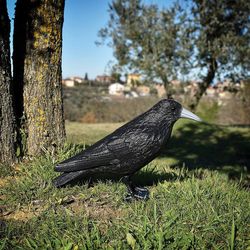 Cuervo Señuelo Espantapájaros 33 x 20 x 12 cm