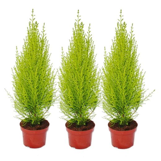 Cupressus wilma 23 / 080 altura