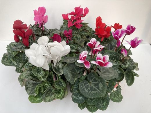 Cyclamen C-14