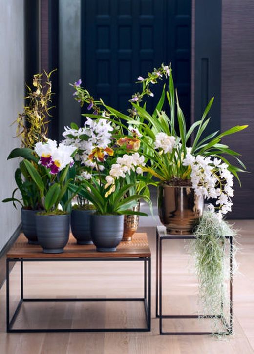Cymbidium c-25/80