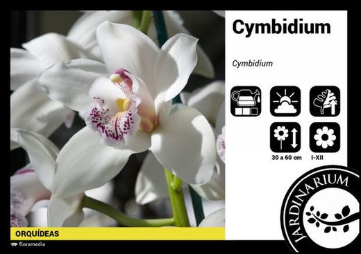 Cymbidium c-25/80