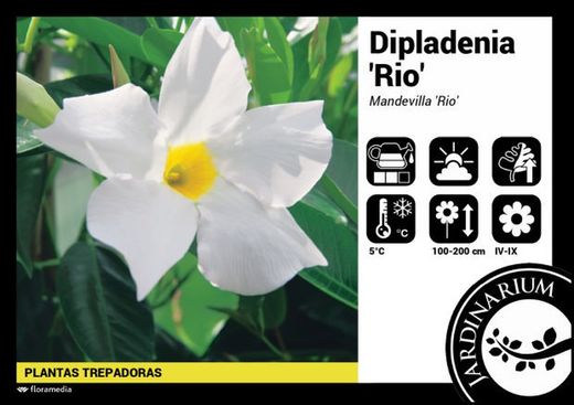 Dipladenia rio mix colores c-14   ( 2p))