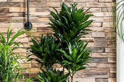 Dracena compacta m-20 toncos de  90-60-30 cm