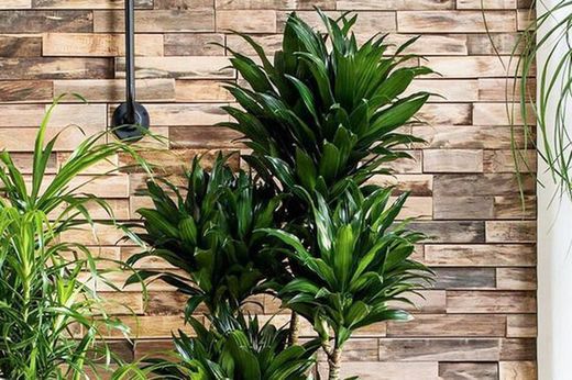 Dracena compacta m-20 toncos de  90-60-30 cm