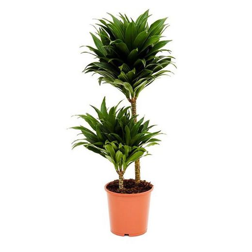 Dracena compacta m-25  troncos de 120-90-60-30 cm