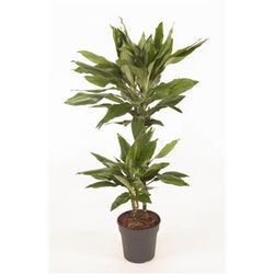 Dracena janed lind 90cm de altura