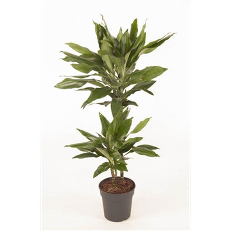 Dracena janed lind c22  Tr. 90-60-30 cm de altura