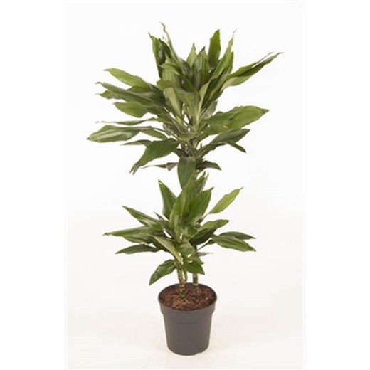 DRACENA JANED LIND C25/ 120-90-60-30  CM