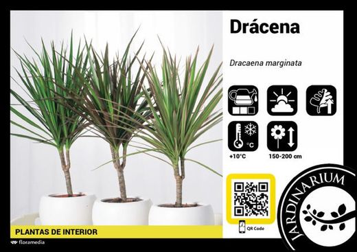 Dracena marginata 5 tronc c-25 120-90-60-30-15