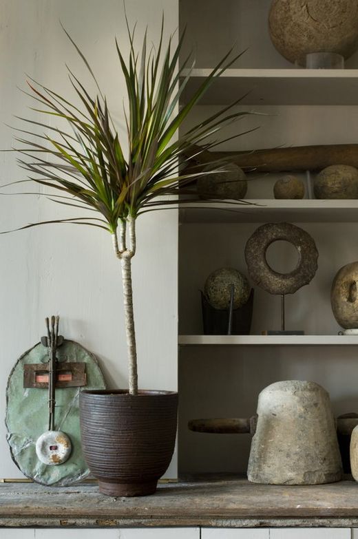 Dracena marginata 5 tronc c-25 120-90-60-30-15
