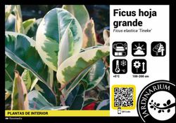 Ficus tineke c-20 / 120 cm. 3 ramas