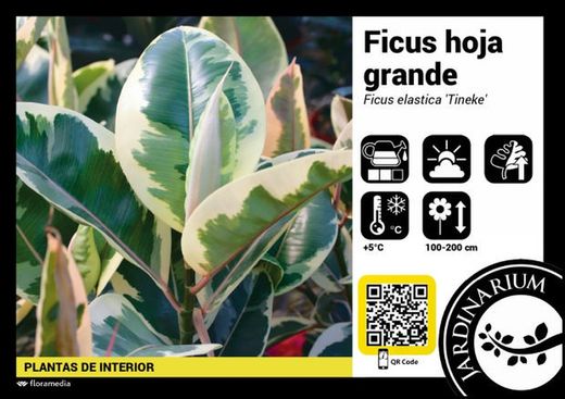 Ficus tineke c-20 / 120 cm. 3 ramas