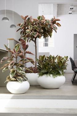 Ficus tineke c-22 / 120 cm. 3 ramas