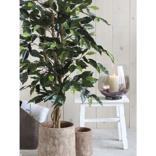 Ficus verde en maceta de plástico - h150xd85cm